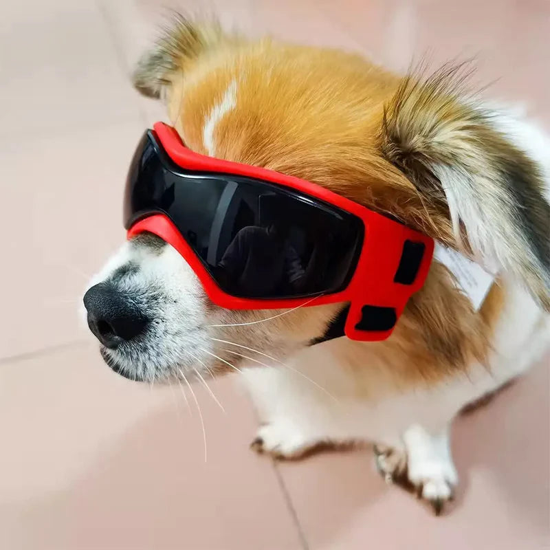 Dog sunglasses