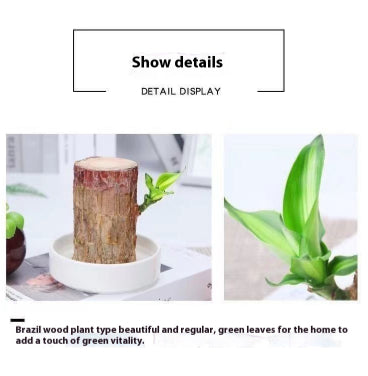 Desktop Liren Green Plant Pot Living Room Interior