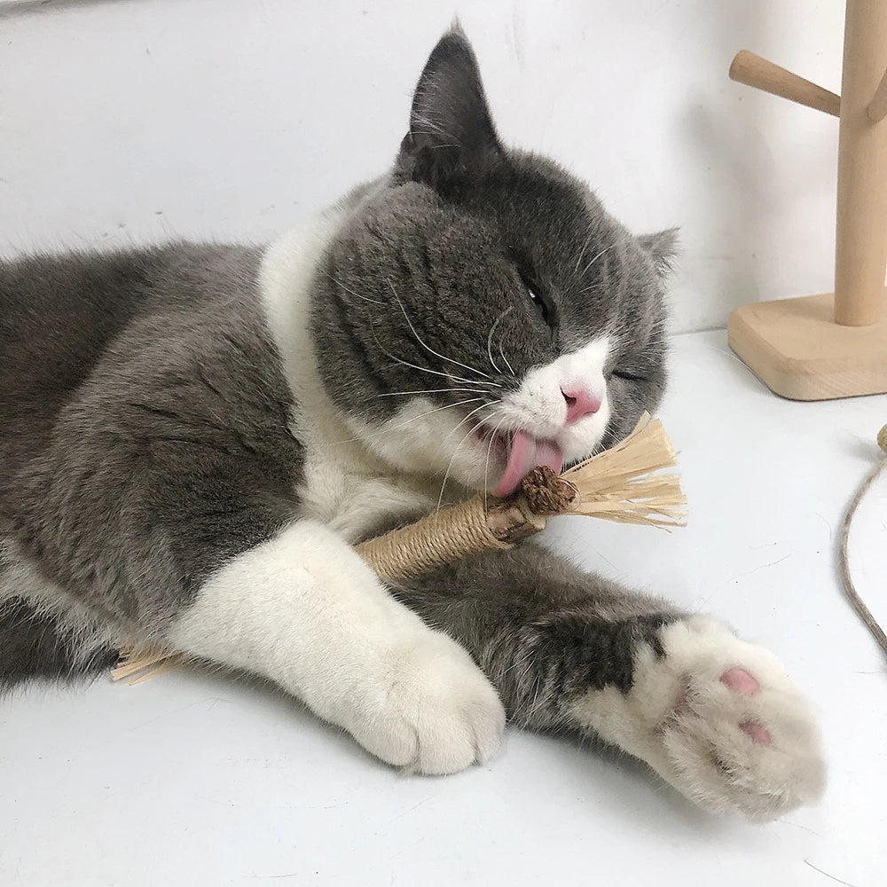 Natural Matatabi Pet Cat Snacks Sticks Cleaning Tooth Catnip Cat Toys Actinidia Silvervine Cat Toy