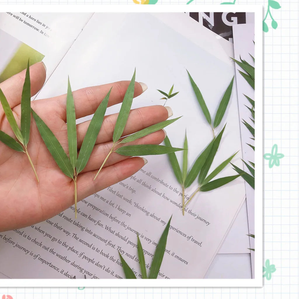 5-7cm/24pcs,natural bamboo leaf pressed flower,DIY mobile case photo frame bookmark